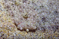 Flounder in Camo photographed at Rob's Reef near Kona in ... by Allan Vandeford 
